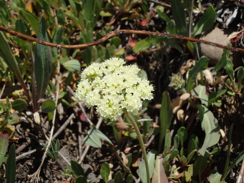 GDMBR:  Not sure, perhaps Leatherleaf Saxifrage.